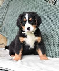 Bernese mountain dog breeders in australia and new zealand. 190 Bernese Mountain Dog Puppies Ideas In 2021 Bernese Mountain Dog Puppy Bernese Mountain Dog Puppies