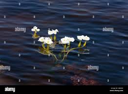 Image result for Ottelia