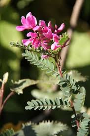 Image result for Indigofera hedyantha