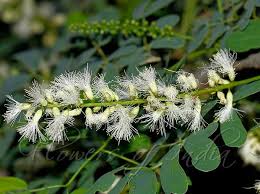 Image result for Acacia mellifera