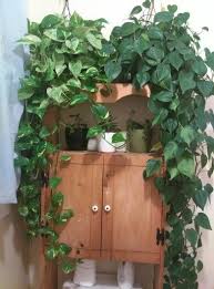 My House Plants Marble Queen And Golden Pothos On The Left And Heart Leaf Philodendron I Love My Plants Plants Indoor Plants Marble Queen Pothos