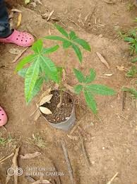 Image result for Rytigynia ruwenzoriensis