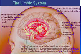 Image result for Limbic System