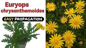 Image result for Euryops chrysanthemoides