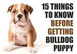 Maybe you would like to learn more about one of these? 15 Things To Know Before Getting A Bulldog Puppy The Pets And Love