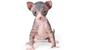 You can also put a light shirt on your sphynx before. Sphynx Cat Breed Information