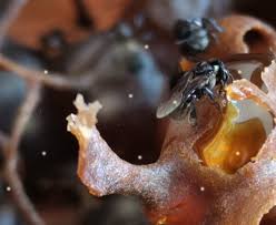 Manukora manuka honey umf 20+. Raw Kelulut Stingless Bee Honey Malaysia Dinokelulut Dinokelulut Stingless Bees Medicinal Honey Raw Organic