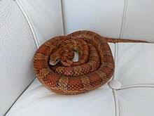 Proper equipment such as snake thongs, gloves of thick material, heavy duty boots, goggles. Corn Snake Wikipedia