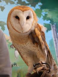 Barn Owl Potawatomi Zoo