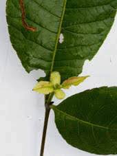 Image result for Cunoniaceae