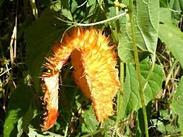 Image result for Momordica foetida