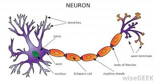 There Are Several Different Types Of Neural Cell Which Can Be Categorized By Size Characteristics Or Function The M Biology Diagrams Neuron Diagram Neurons
