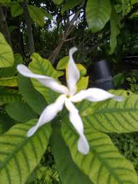 Image result for Tabernaemontana pachysiphon