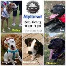 Therefore, we request potential adopters live no more than an hour from the triangle area (raleigh, durham or chapel hill). Dog Adoption Events Raleigh Nc
