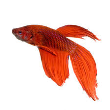 Click to see some of the most beautiful betta fish in the entire world! Beautiful Betta Fish As Pets In The Classroom Education Grants