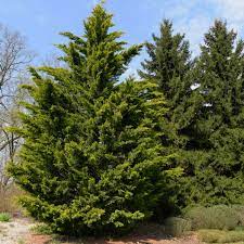Maybe you would like to learn more about one of these? Leyland Cypress Trees Care Growing Guide