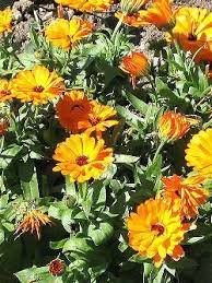 Pin Auf Flowers Garden