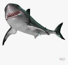Mar 09, 2015 · a great white shark has been spotted about eight kilometres off the coast of surfers paradise. Normaldepthgws Great White Shark Hd Png Download Kindpng