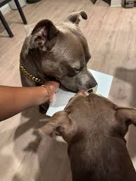 🎉 Exciting news! We've just received our YouTube plaque! 🐾 With over 580k  subscribers