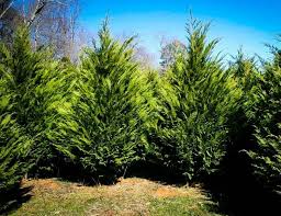But, today, this the fungus has evolved to attack even mature leyland cypress trees. The Best Fast Growing Evergreen Trees Solved Bob Vila