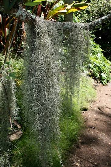 Spanish moss - Wikipedia