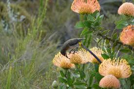 Sony Rx10 Iv Camera Review For Wildlife And Bird Photography