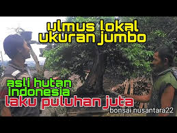 Ulmus parvifolia bahasa inggris : Bonsai Ulmus Lokal Laku Puluhan Juta Youtube