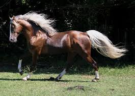 Walking horses are born with the ability to do other gaits in addition to the running walk. Tennessee Walking Horses Cloud 9 Walkers Tennessee Walking Horse Mare Walking Horse Horses Tennessee Walking Horse