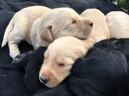 We can ship in the usa in between $350 and $450. Golden Shepherd Puppies Home Facebook