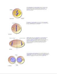 Animal cell structure mastering biology. Mastering Biology Assignment 4 Mitosis And Meiosis Abio 121 Studocu