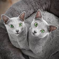 We've gathered our favorite ideas for popular anime 1080x1080 pfp, explore our list of popular images of popular anime 1080x1080 pfp and download photos collection with high resolution Xafi And Auri Are Two Russian Blue Cat Sisters With Mesmerizing Green Eyes