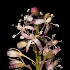 Image result for Petiveriaceae