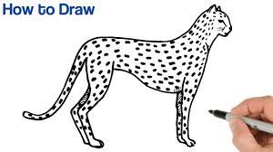 With a line, draw the direction of the body and the tail. How To Draw A Cheetah Easy Animals Drawings Art Tutorial Youtube