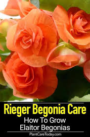 Rieger Begonia Care How To Grow Elaitor Begonias Begonia Vegetable Garden Planning Plants