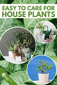 8 Best Indoor Plants Easy Houseplants For Your Home Indoor Plants Easy Plants Best Indoor Plants