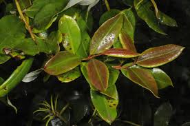 Image result for Agarista salicifolia