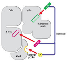 We did not find results for: Cyclin Dependent Kinase Complex Wikiwand