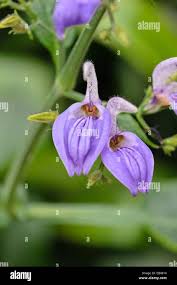 Image result for Brillantaisia madagascariensis