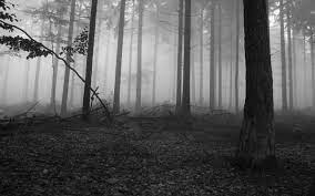 Forest Wallpaper Black And White Wallpaper Forest Wallpaper Dark Forest Foggy Forest