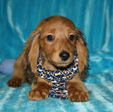 We did not find results for: 98 Dachshunds 3 Ideas Dachshund Dachshund Love Dogs