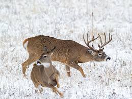 The 25 Best Deer Hunting Tips For The Whitetail Rut Field