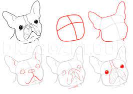 How to draw the flag of boston, massachusetts usa. How To Draw A Boston Terrier Step By Step Drawing Guide By Dawn Dragoart Com
