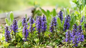 Image result for Diclis reptans