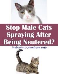 18 Unbelievable Stop Cat Scent Marking Admirable