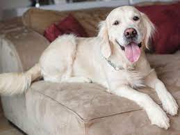 Check spelling or type a new query. How To Fix Dog Scratches On Leather Couches Thegoodypet