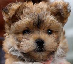 Morkie puppies, what could be cuter? Latest Updates From Morkie Puppies Facebook