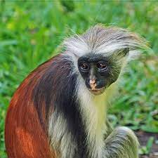 Red Colobus Monkey Types Of Monkeys Primates Monkey