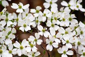 Cellular respiration flow chart biology corner answers. James Madison University What S In Bloom May