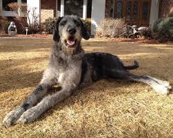 Great dane puppies colorado springs : Great Dane Poodle Mix Puppies For Sale Petsidi