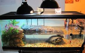 5 Best Filters For Turtle Tank 2020